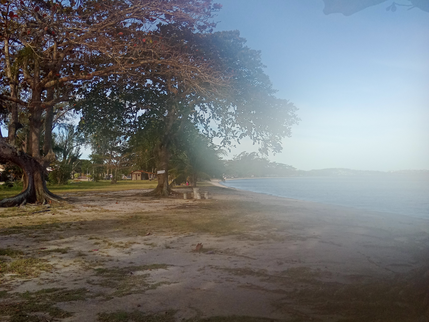 A foggy photo of trees next to a lake coastline.