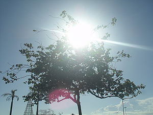Photograph of a tree with the Sun coming through it, behind a clear sky.