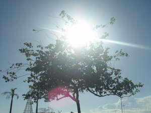 Photograph of a tree with the Sun coming through it, behind a clear sky.